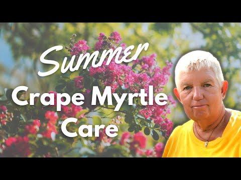 Video: Crepe Myrtles za cono 6: Ali bo krep mirta rasla v vrtovih cone 6