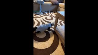 Cat Wearing a Cone Tries to Jump Onto Couch but Falls Backward After Slipping