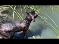 Adiestramiento Campo y Agua-Solms: Cobro  en Agua a la Vista de Pato