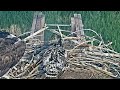 2023-06-23 #1 casts/egests/regurgitates undigestible material | Boulder County Osprey Cam