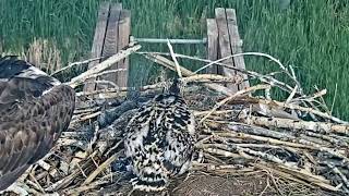 2023-06-23 #1 casts/egests/regurgitates undigestible material | Boulder County Osprey Cam