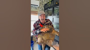 Turtle की खतरनाक Bite 🐢 Snapping Turtle 😱 #shortsfeed  #turtle #viral