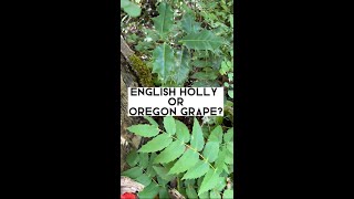 European Holly or Oregon Grape? 🍃