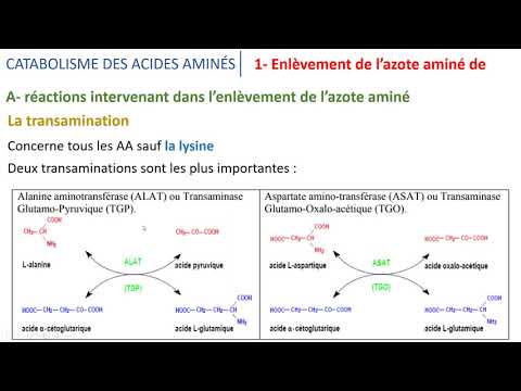 Vidéo: Comment l'ammoniac est-il transporté vers le foie à partir, par exemple, des muscles ?