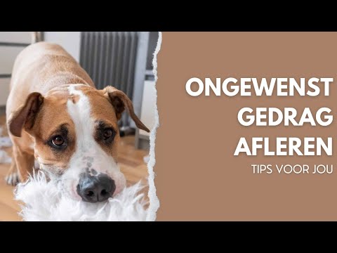 Video: Heeft uw hond meer mentale stimulatie nodig? Hier zijn 10 tekens!