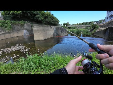 五島列島の川には何がいるのか？