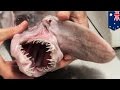 Goblin shark: Deep-sea 'living fossil' specimen donated to Australian Museum