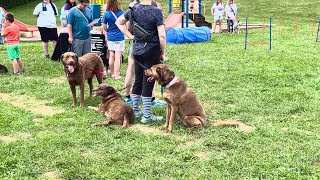 Mutt Strut returns to the QCA
