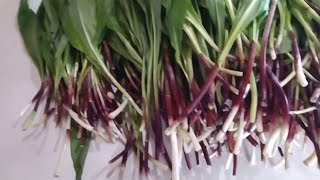 видео: АДЖИКА ИЗ ЧЕРЕМШИ. Прогулка за черемшой. картинка: АДЖИКА ИЗ ЧЕРЕМШИ. Прогулка за черемшой.