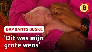 Op Deze Boerderij Kun Je Met Kleine Biggetjes Knuffelen Brabants Buske
