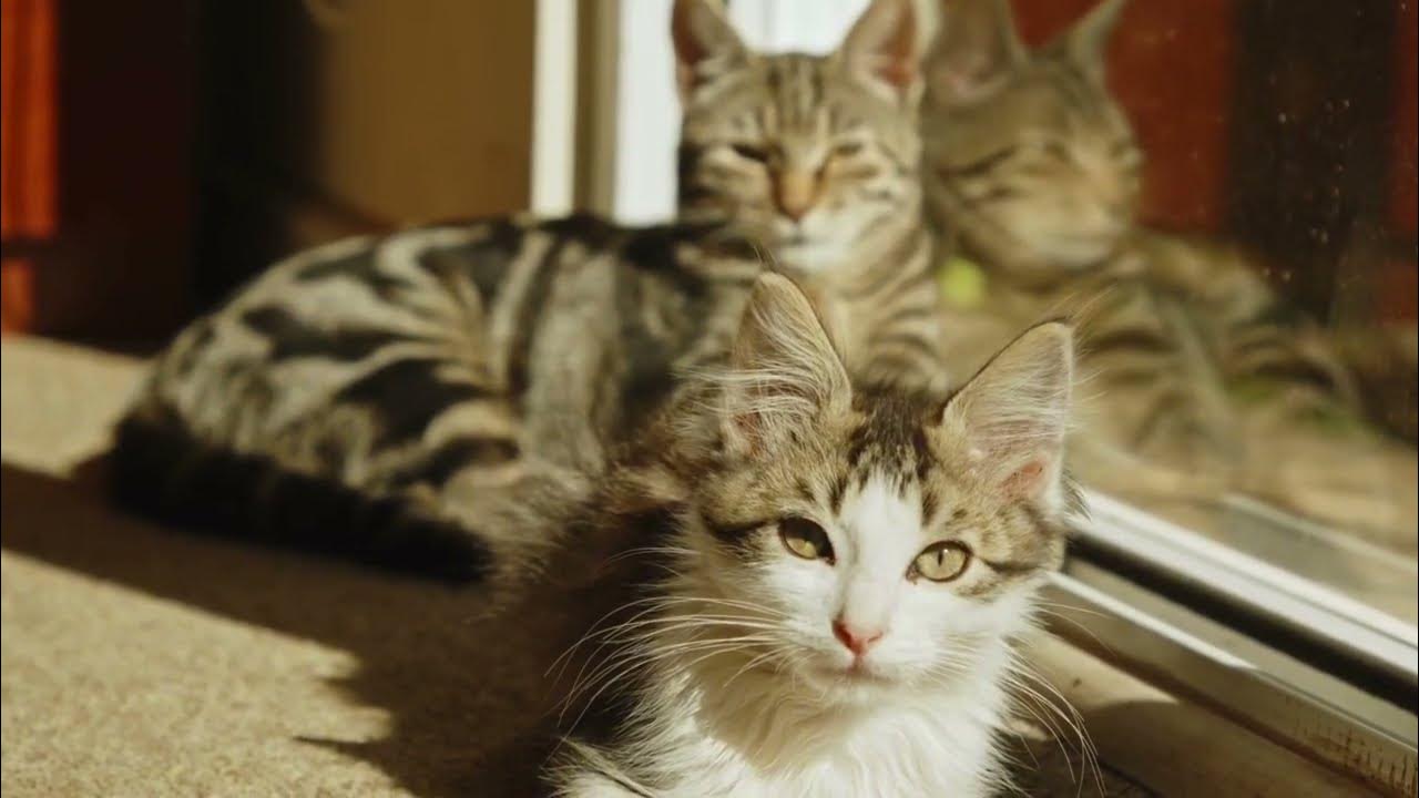 Did You Know Cats Respond More Readily To Names That End In An “ee