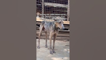 DONATE TO HELP - Link 🔗 in bio please #rescuedog #dogs #adoptstrays #yourdog