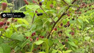 Details Plant 4/43: Blackberry. Red Dead Redemption 2 2026 Compendium Update and Herbalist 2 Challenge Guide