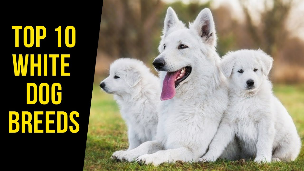 Top 10 White Dog Breeds YouTube