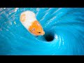 The Best Hamster Challenges - Hamster Escape The Awesome Maze In Real Life