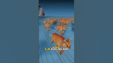 làm thế nào để kéo được một con cá voi.