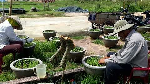 Cắt cơi lần 1 cúc pha lê chậu 5 dạo quanh làng hoa