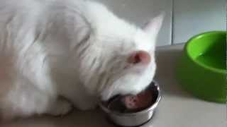 Hill's Prescription Diet Feline i/d - Telepienso