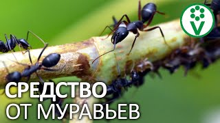 ПРОСТОЙ СПОСОБ ИЗБАВИТЬСЯ ОТ МУРАВЬЕВ! Народное средство от муравьев и тли