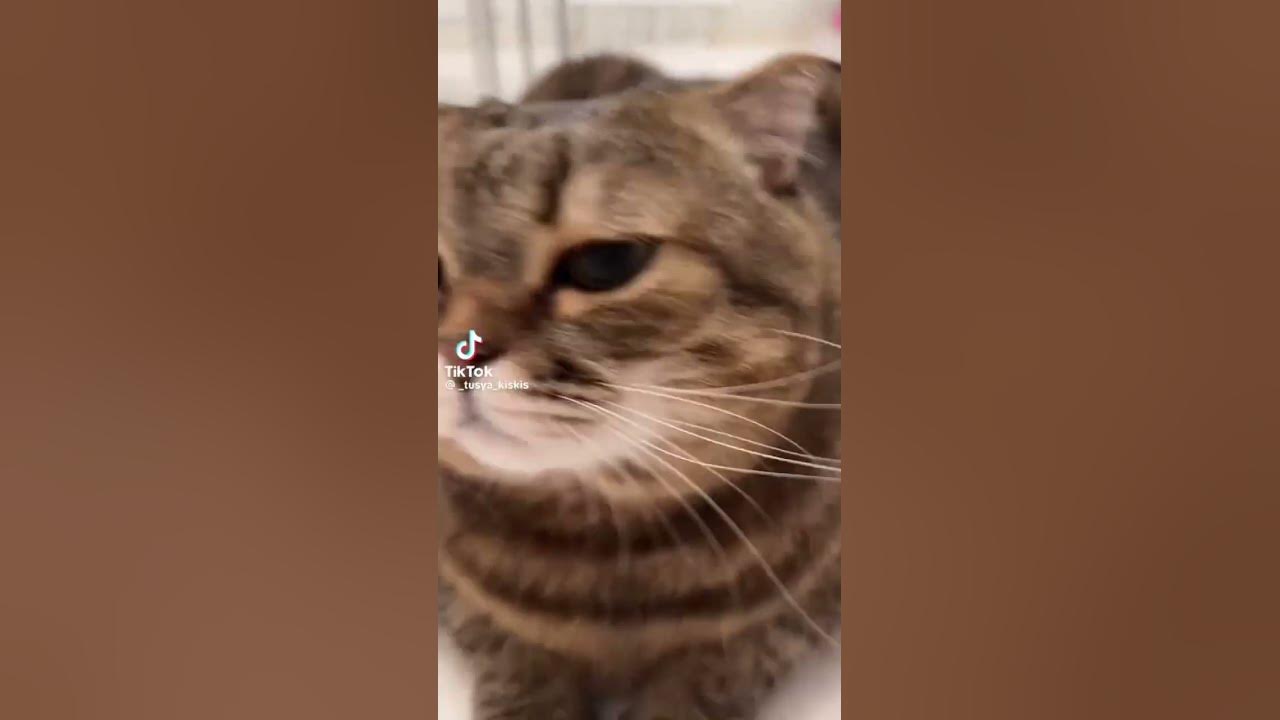 милашка котик 😻😻😻 - YouTube
