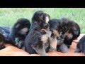 2 1/2 week old german shepherd puppies