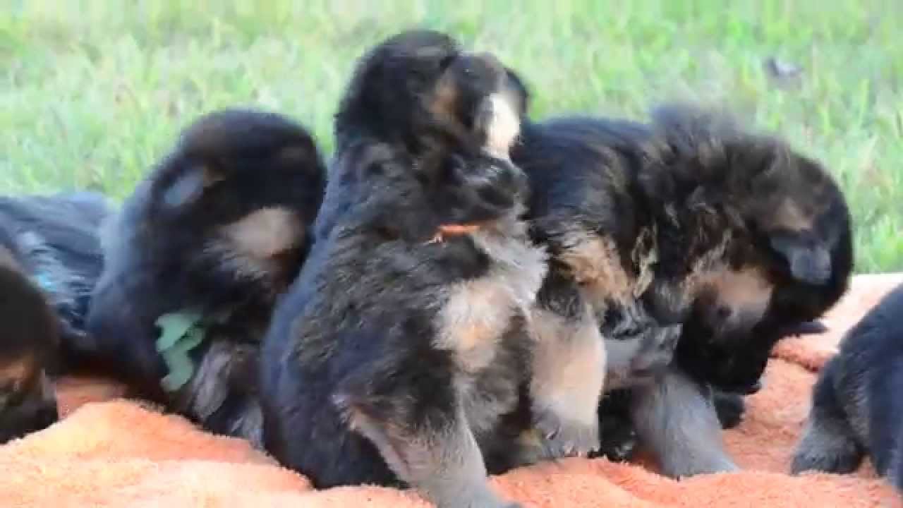 2 12 Week Old German Shepherd Puppies Youtube