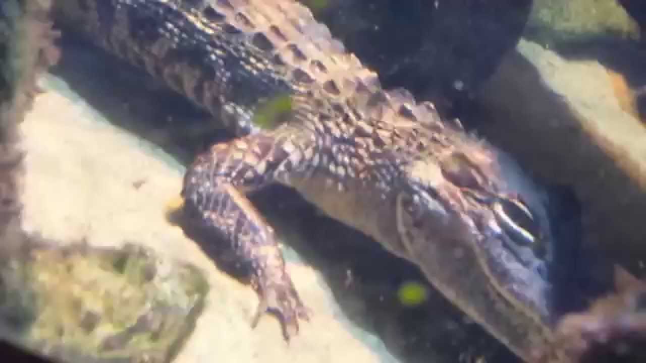 Jenks Aquarium Tour YouTube
