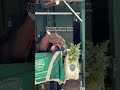 A champion's breakfast. When you win 2/3 Triple Crown races, you have the right to eat the flowers.