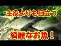 主役よりも目立つ綺麗なお魚！【タイリクバラタナゴ】