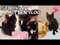 I GOT A CAT! + CAT SUPPLY SHOPPING *vlog*