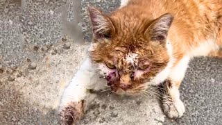 The injured stray cat, defying fate, pleaded for help from passersby on the street.