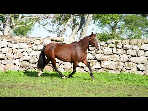 Lote 10 - Las Callanas Indolência