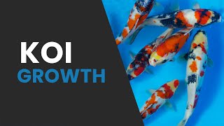 How Much Have They Grown? | Isa Koi Farm | Selection Update