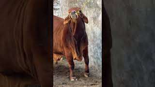 Qurbani 2026 #shortsvideo #strongbull #season2026