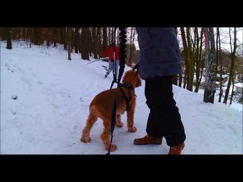 Wideo: Skijoring: Zabawne ćwiczenie, Aby Pozostać Aktywnym Z Psem Zimą