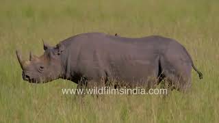 Rhino peeing or wet farting? Mystery from the African veld grasslands!