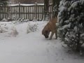 English Mastiff - Carlos - Goes Outside