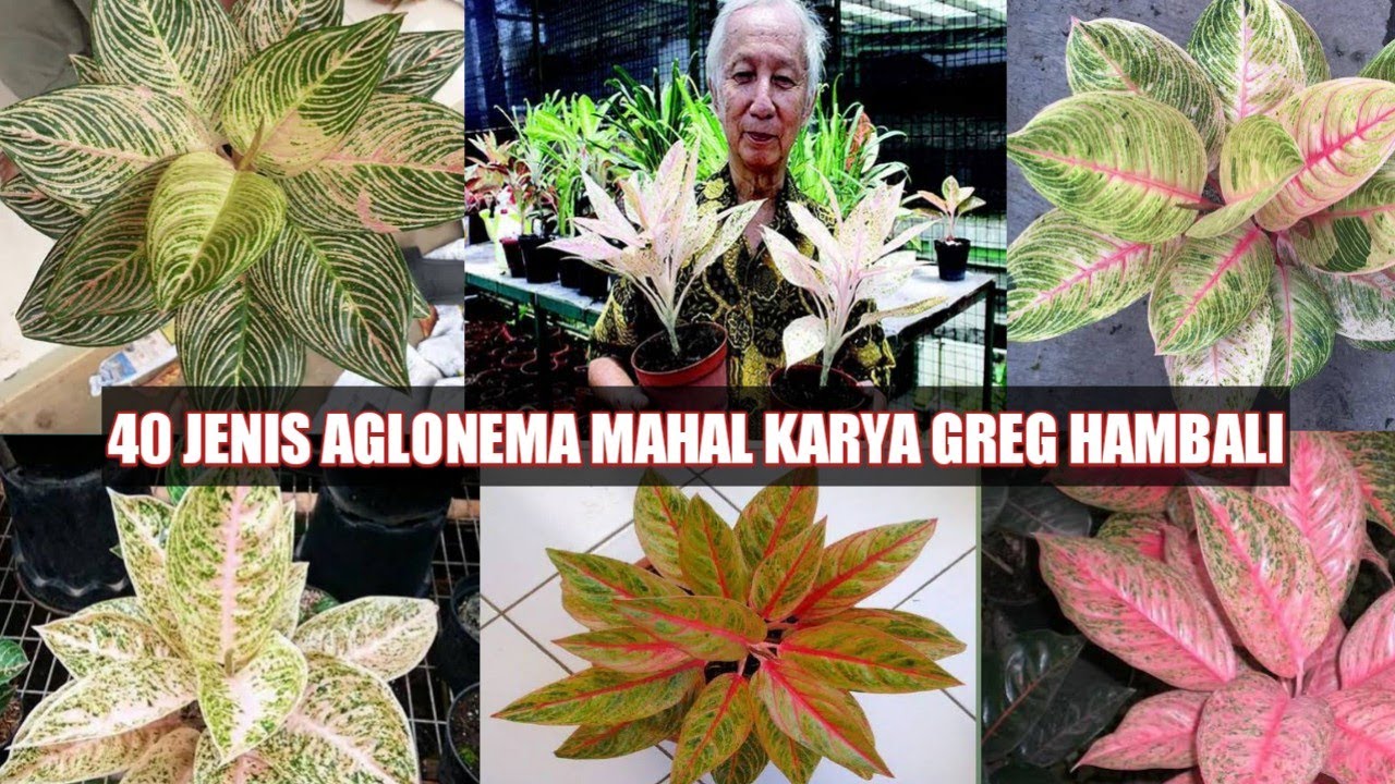 40 JENIS AGLONEMA SILANGAN / KARYA  GREG HAMBALI