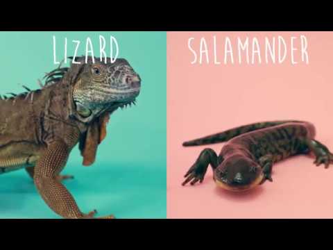 Video: Rozdíl Mezi Lizard A Salamander