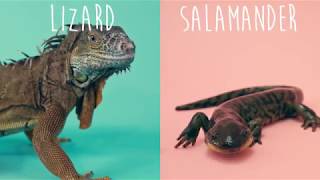 Lizard Vs. Salamander!