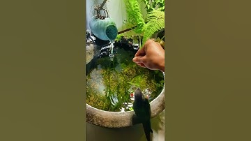 Ý tưởng bể cá cảnh mini để ban công, góc phòng đẹp 😻🐟🥰 #aquarium #fish #fishtank #shorts