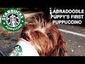 Puppy's First Starbucks Puppuccino + Hike | 4 month old Labradoodle Puppy