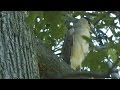 Tracking Herons at the National Zoo