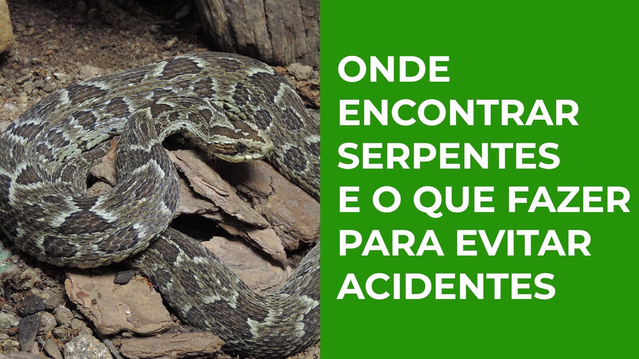 Onde encontrar as serpentes e o que fazer para se proteger