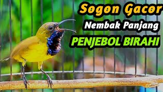 PANCINGAN SOGON GACOR NGKLEPER, SUARA BURUNG SOGON BIKIN NGAMUK SOGON TROTOL METALIK EMOSI #88