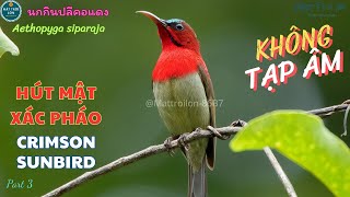 ✅Tiếng chim Hút mật xác pháo mồi chuẩn mp3 | Hút mật đỏ | Crimson Sunbird | นกกินปลีคอแดง (P3)