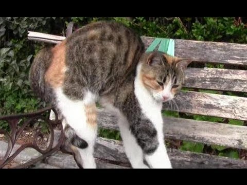 背伸びする三毛猫 Cat Stand On Tiptoe Youtube