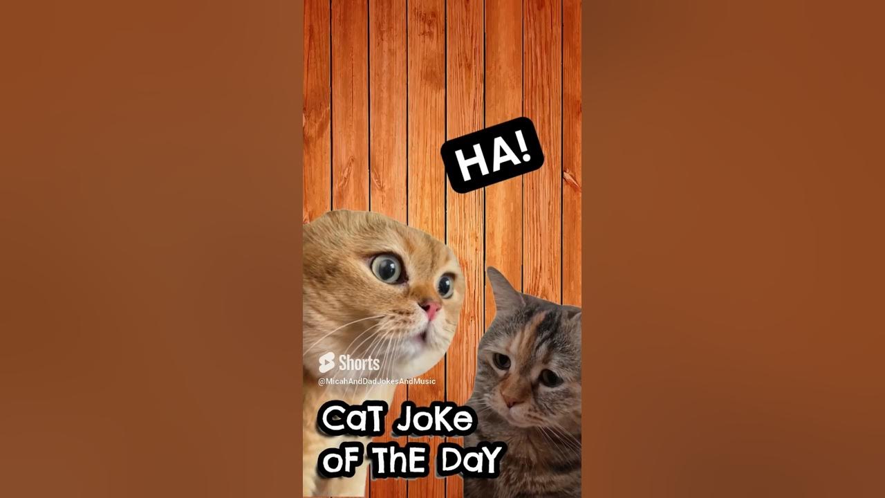 Compilation 2 Talking Cats Telling Dad Jokes shorts YouTube