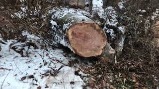 European Copper Beech Firewood Cutting & Changing Plans ... Zehr Estate