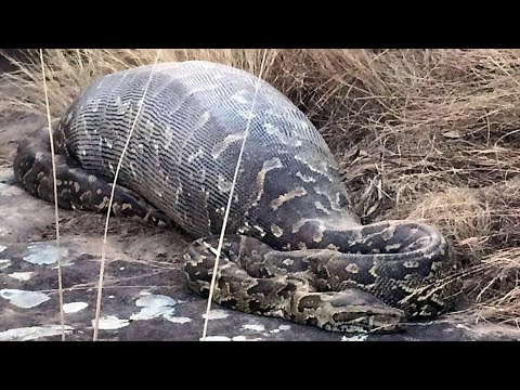 Видео: Питон - Гипоаллергенная порода рептилий Pythonidae, здоровье и продолжительность жизни